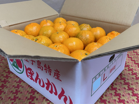 種子島産『ぽんかん』10㎏箱（家庭用/Lサイズ）