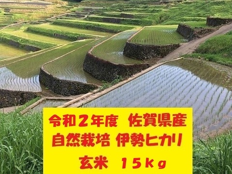 【年始セール】【10名限定:2割引き】自然栽培!佐賀県産!「伊勢ヒカリ」玄米15kg【のし付可】令和2年度産