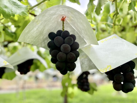 【福袋2025】飲む桃とぶどう２品種（シャイン＋黒系）