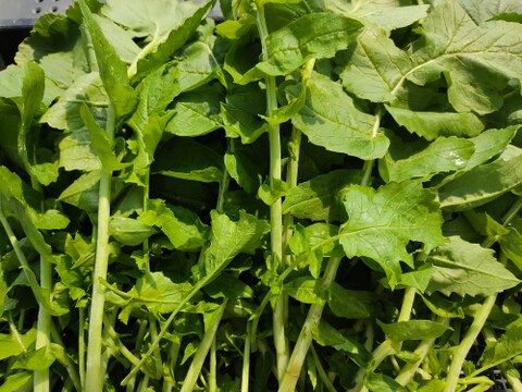 ✨「春待つ大根、丸ごと一期一会セット」　農薬・化成肥料不使用✨