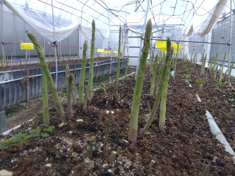 シャキシャキ！さぬきのめざめ秀品2Lサイズ夏芽1㎏