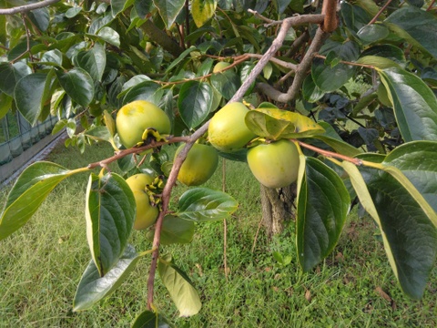 「山梨県産」甲州百目（干し柿用渋柿）ご家庭用5ｋｇ（15～22個）