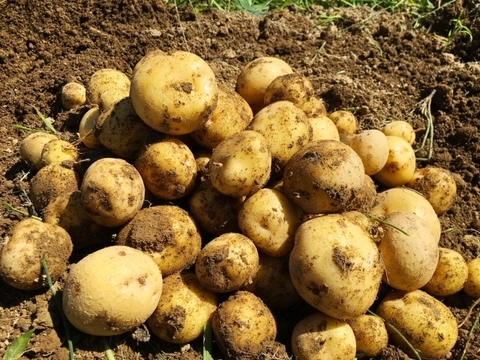 じゃがいも詰め合わせ★稀少品種もあり！！フライドポテトに、カレーに万能じゃがいもを取りそろえました。