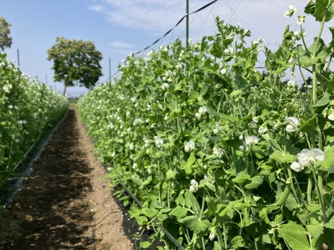 北海道産パキッとおいしい…！スナップえんどう 約1kg