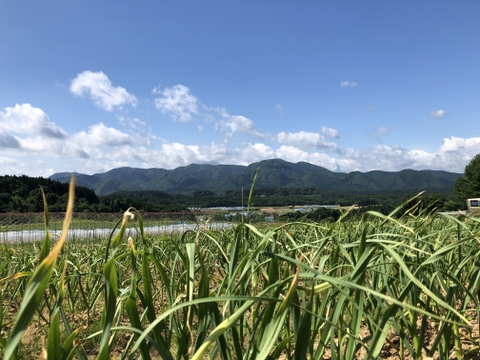 ※予約（６月～順次発送）【農薬・化学肥料不使用栽培】青森県産　にんにくの芽　300ｇ(クール便発送）