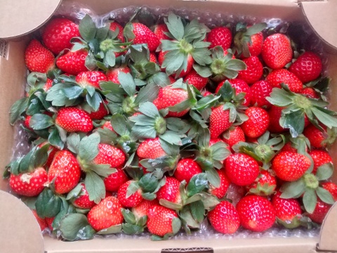 ⑤真心農園  あまりん  バラ詰め870g×１箱（粒の大きさ・果形 混在）TCAMBR1B