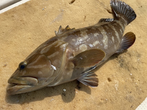 【松島産】天然クエ（1.8kg）