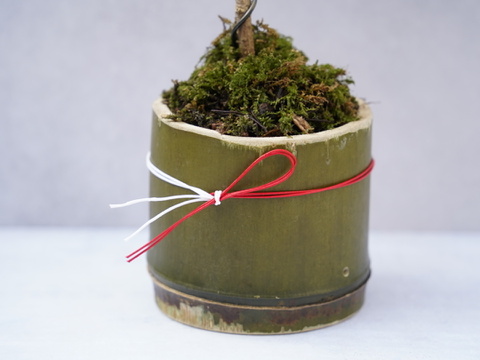 ミニ盆栽【黒松✖️竹器】高さ24cm × 横16cm