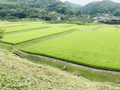 【令和６年産 新米３０kg 】本当においしいお米食べた事ありますか？(熊本県特産『くまさんの輝き』遂に！販売開始！※玄米でも発送可能です！