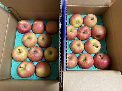 🏆2025年りんごGP金賞受賞🎊青森県産りんご　蜜たっぷり葉とらず高徳　家庭用【2㎏　5～10個入り】