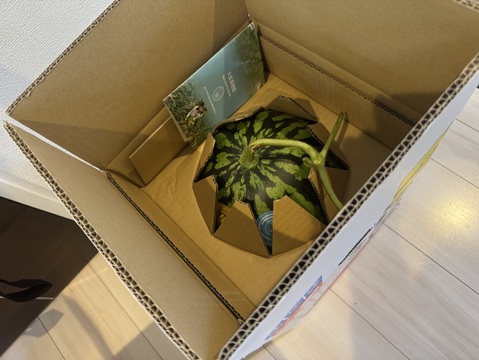 【農薬不使用、有機・化学肥料不使用】【羅皇ザスウィート】『大里果樹園のスイカ』2L-3L