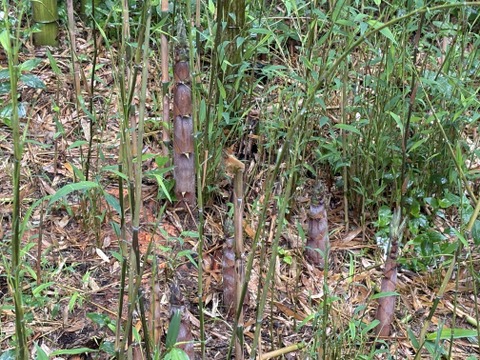 筍農家が作る！有度山日本平竹の子『淡竹』水煮パック150g×4p