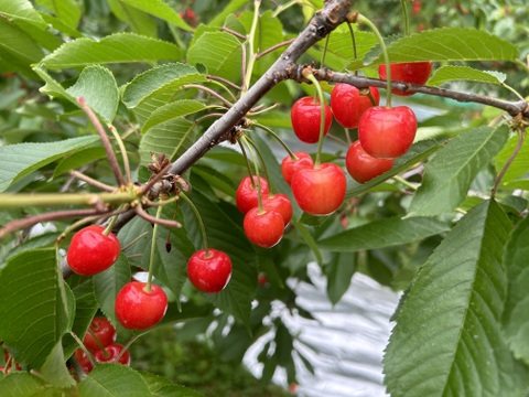 ジューシーで甘い！山形県産さくらんぼ 佐藤錦(東日本へお届けの方）