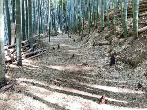 自然栽培たけのこ２kg