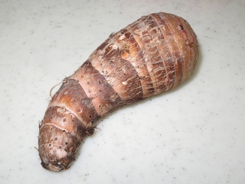 【栽培期間中　農薬不使用】煮崩れしにくく、味しみ抜群。煮物にぴったりの里芋「海老芋（えびいも）」(500g)