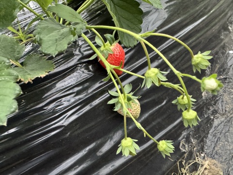 JGAP認証・千葉県産かおりのセット(2パック入り)