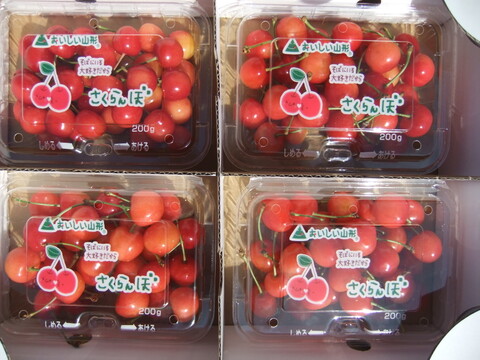 【訳あり】朝採りさくらんぼ佐藤錦200g×４パック（Mサイズ）