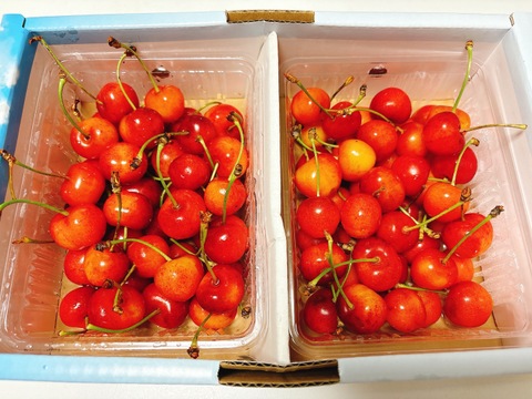 coco★ 希少品種★紅秀峰 大粒さくらんぼ　500✖️２箱 常温便】🍒大粒さくらんぼ🍒 2Ⅼサイズ❕紅秀峰500g(250gﾊﾟｯｸ