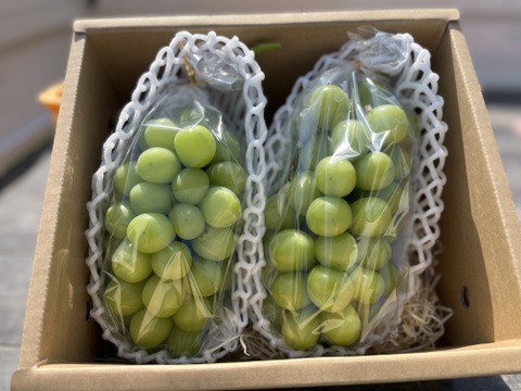 シャインマスカット（贈答用　700g 2房）