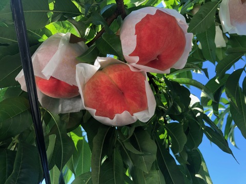 《旬の白桃》家庭用 2kg