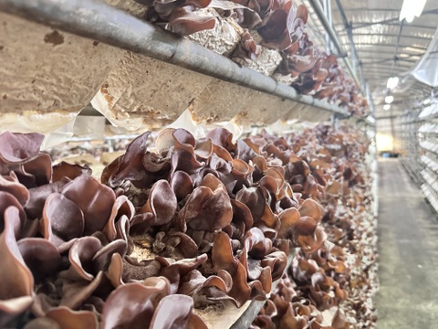 【ラーメンのトッピングに】徳島県産乾燥きくらげスライス25g×4