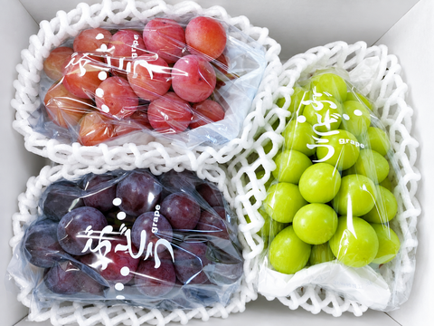 【ご家庭用】農家直送！旬の大粒ぶどう食べ比べ　1.8㎏