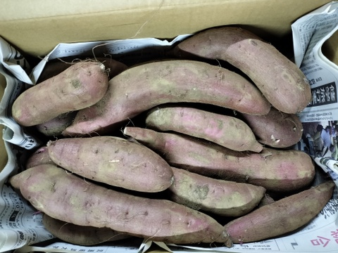 さつまいも　紅はるか　4.5ｋｇ　パチャママ農園