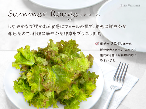 新鮮！採れたて！農薬・化学肥料不使用！レタスの定期便 8個セット