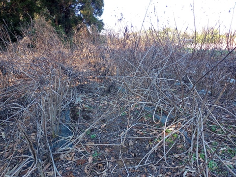 【話題のスーパーフード!!】　菊芋 1kg (250gx4p)