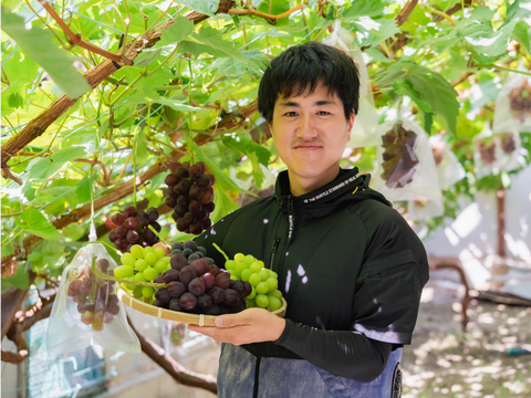 ☆ぶどう好きにオススメ☆ たっぷり6品種をお届け 岡山県産ぶどうおまかせ6種食べ比べ