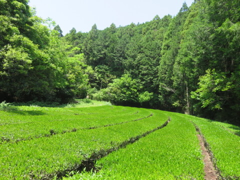 有機煎茶　至極の一杯　ティーバッグ　4g×10個　伊勢茶　度会茶　有機栽培茶