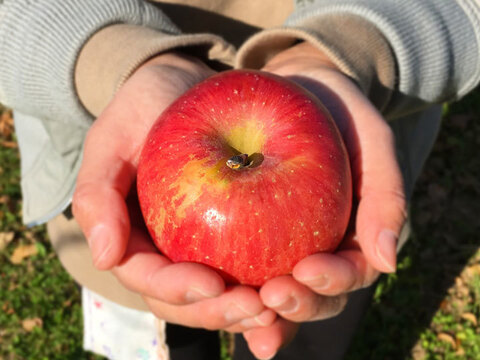 3月中旬より発送 2020年産 信州産りんご サンふじ 小玉 2キロ シャキシャキ CA貯蔵