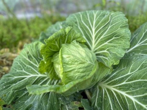 在来種キャベツてんこ盛りと旬の野菜のおまけ付き！農薬化学肥料不使用の棚田野菜セット 限定生産！