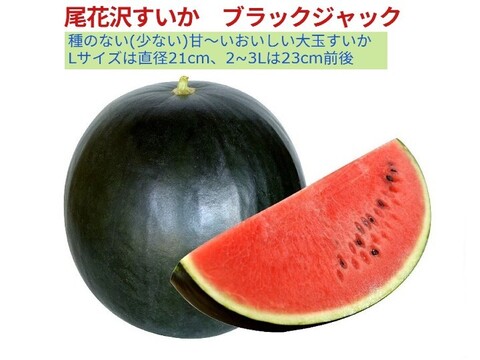 【予約受付】種のない(少ない)甘～い大玉　尾花沢すいか  ブラックジャック 2~3L  1玉 山形産【夏ギフト】