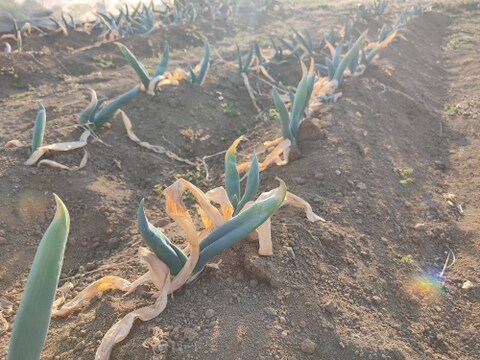 ✨農薬・化成肥料不使用の下仁田ネギ1.5kg（サイズ混合）✨