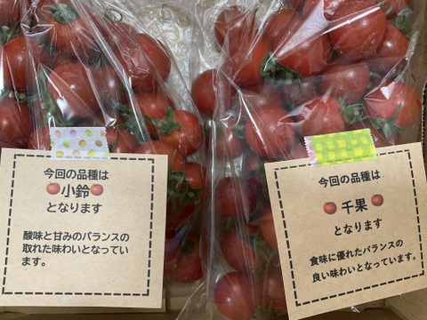 ミニトマトで笑顔を　完熟ミニトマト 1kg【千葉県旭市産】【トマト食べ比べ】