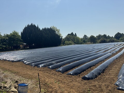 【訳あり品】べにはるか　5kg　さつまいも　貯蔵期間３カ月　熟成　規格外