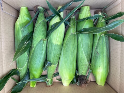 甘いだけでは物足りない！高糖度+コクのあるフルーツコーン6本入り