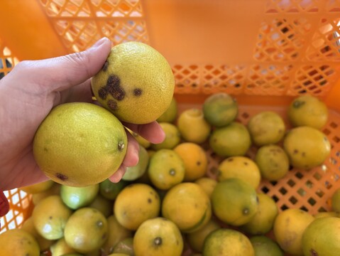 【訳あり】キズもの静岡県産ライム2kg★ノーワックス・農薬節減★傷あり・超お徳用
