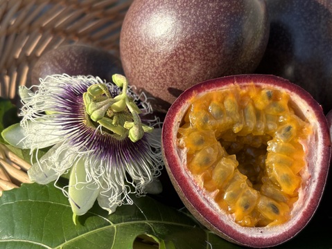 さわやかな酸味と甘味のハーモニーでトロピカル気分♪うるま市石川育ちのパッションフルーツ（贈答用・2㎏箱　満杯詰め）※重量は約2㎏となります。