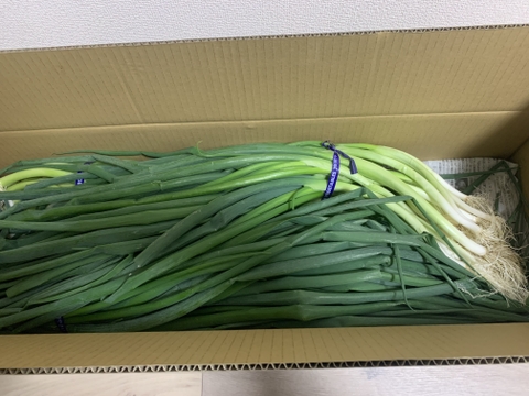 訳あり！助けてくださいm(_ _)m　京都･山城　京野菜「山城のねぎ」1kg×3束（曲がり）