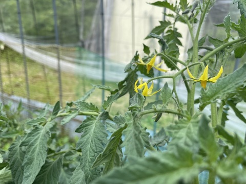 山のミネラルたっぷり野菜セット＜葉物多め＞２～３人用