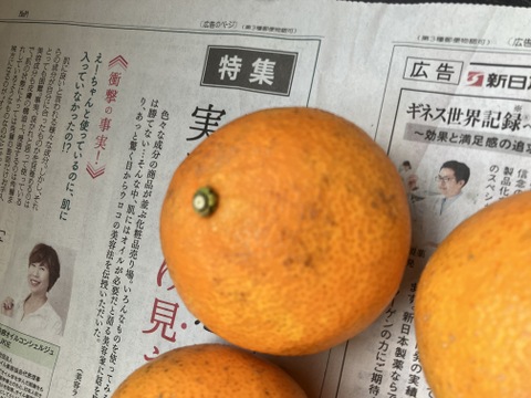 【農薬・化学肥料・除草剤不使用！愛媛が誇る高級柑橘】ふぞろいのまどんなたち！3kg〜（15個前後）（ご家庭用）