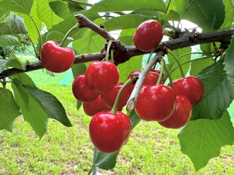 さくらんぼ【紅秀峰】1kg