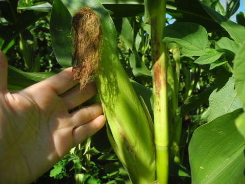 信州佐久産　笑顔はじける！ポップコーン豆つぶつぶ 80g×3袋《自分だけのオリジナルポップコーンを楽しもう！》