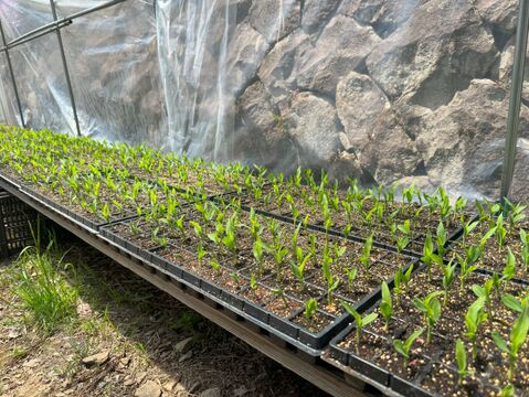 真っ白で生でも食べれるフルーツのようなとうもろこし【ホワイトショコラ】5本