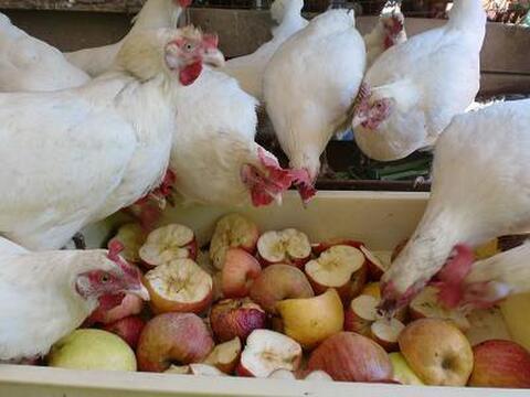 りんごを食べている鶏のたまご　 奥久慈あっぷるエッグ　１０個×２パック　計２０個