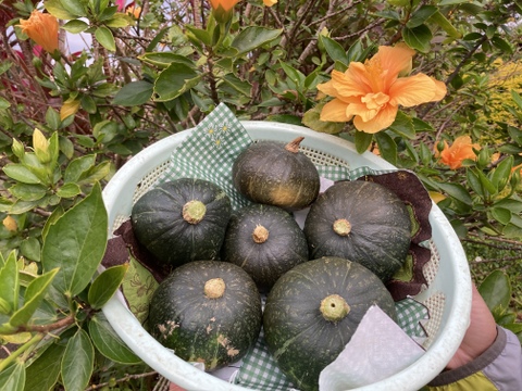 だいぶ小ぶりだけど・・・石垣島産カボチャ5〜6個入り(約2キロ)