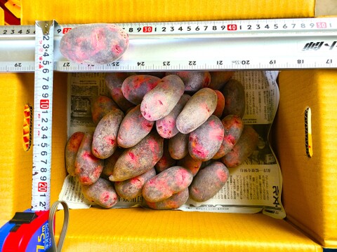 ちょっと小さめ！！じゃがいも　グラウンドペチカ（デストロイヤー）　５ｋｇ