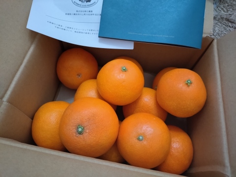 【ゼリーのようなプルプル食感】まどんな 2kg【家庭用】【冬ギフト】